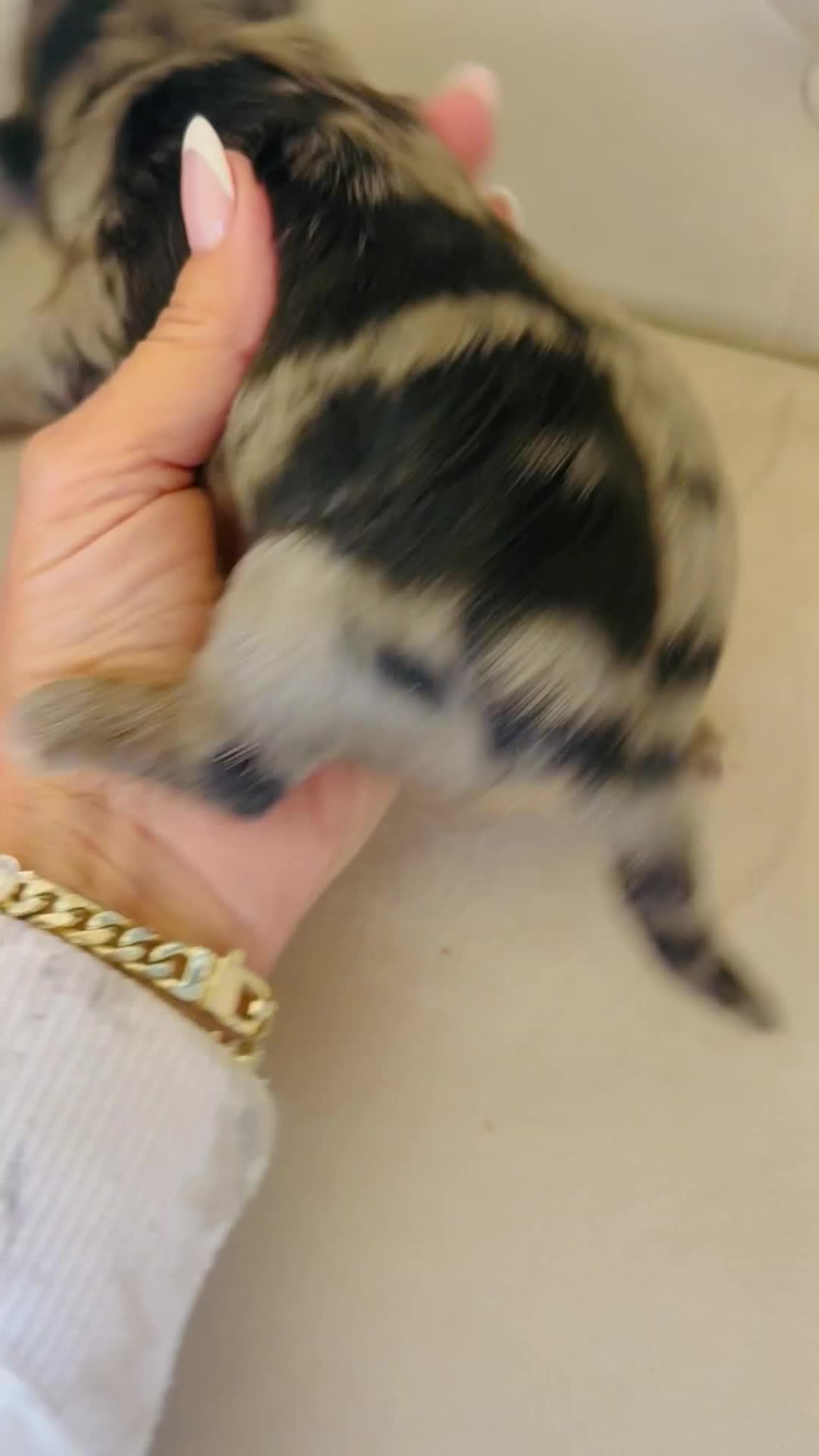 Bernedoodle dogs for sale: Zeus ❤️ blue merle micro mini bernedoodle  - Video 1