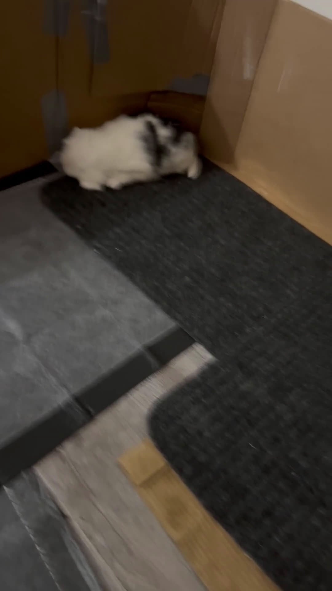 Mixed Breed dogs for sale: Oreo - Video 2