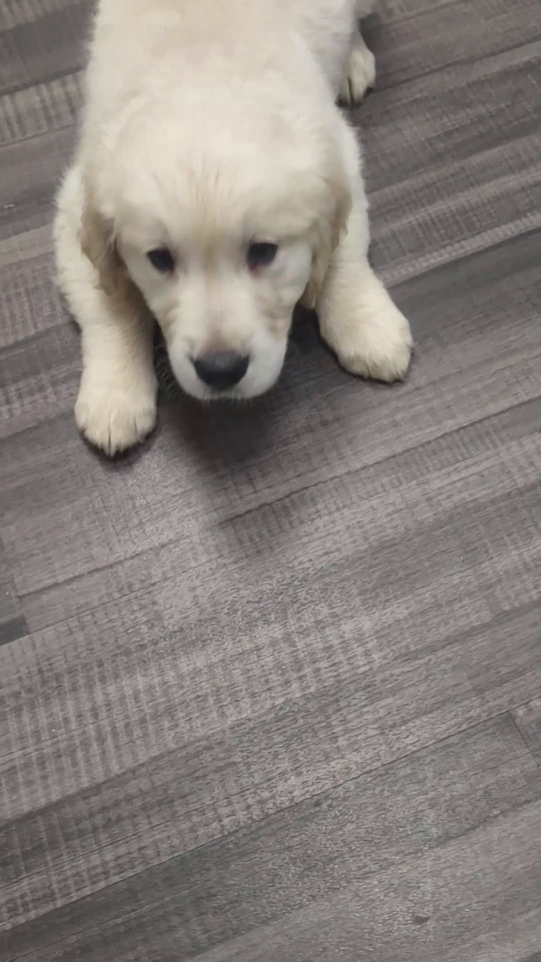 Golden Retriever dogs for sale: Golden Retriever Puppy 7 - Video 1