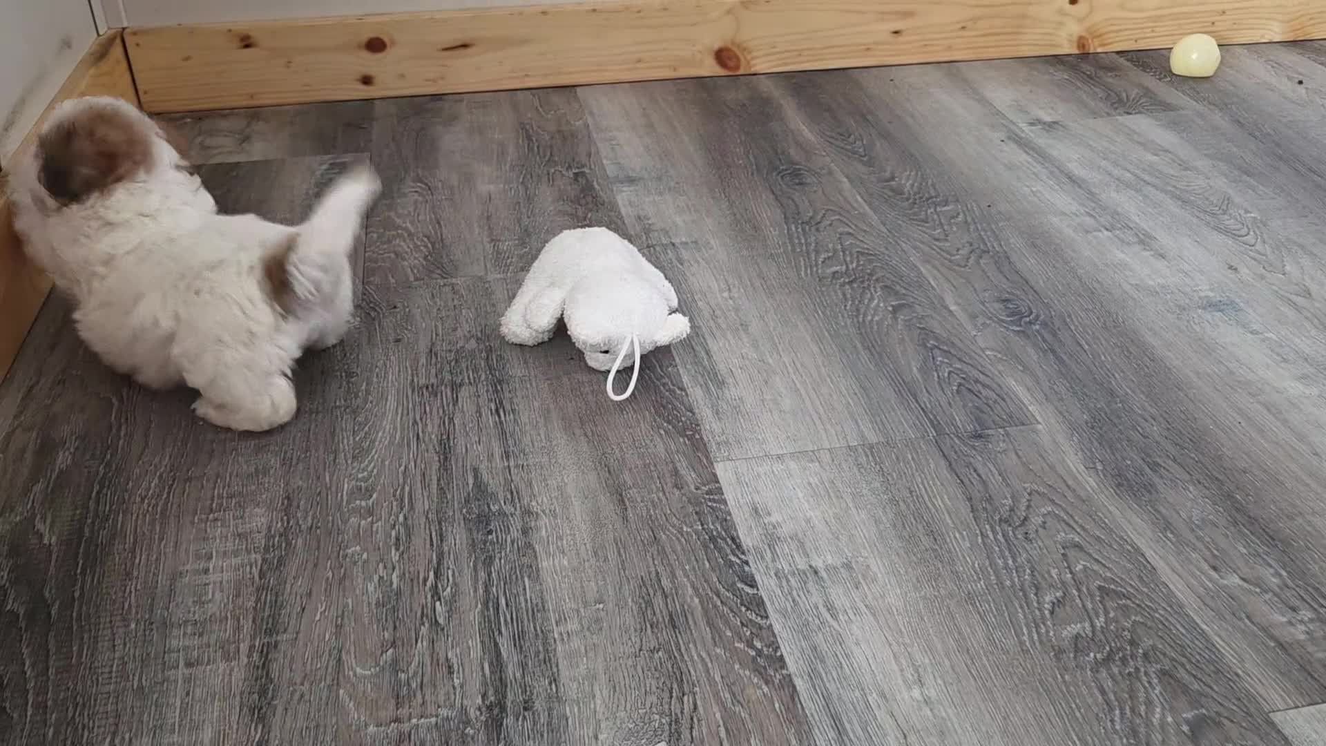 Maltipoo dogs for sale: Teddy - Video 1