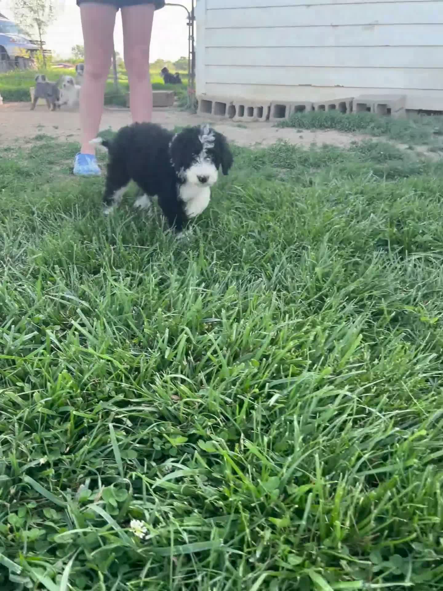 Sheepadoodle dogs for sale: Sheepadoodle 1 - Video 2