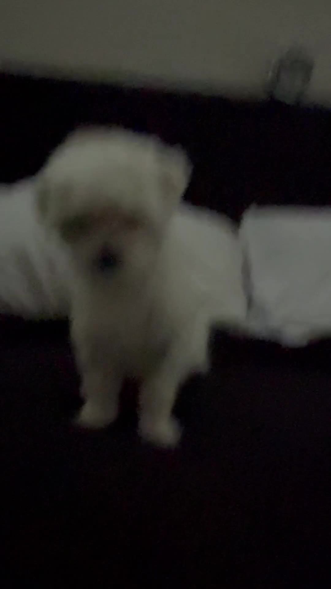 Maltese dogs for sale: Maltese Puppy 1 - Video 1