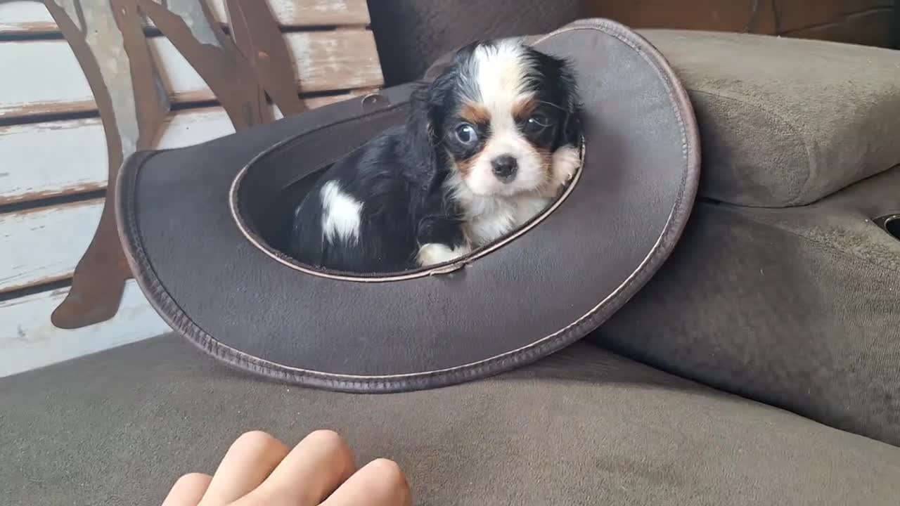 Cavalier King Charles Spaniel dogs for sale: Hunter - Video 1