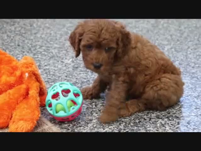 Mini Goldendoodle dogs for sale: Marla - Video 2
