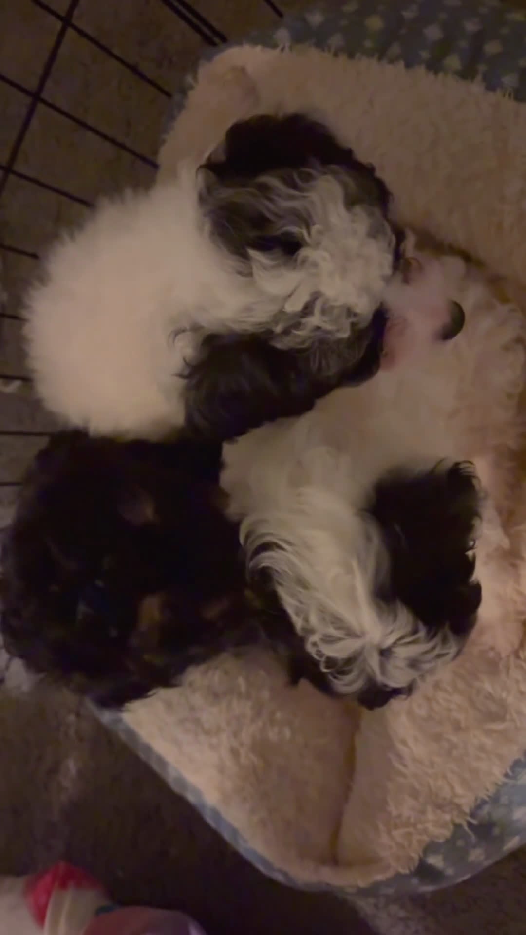 Mixed Breed dogs for sale: Mixed Breed Puppy 1 - Video 1