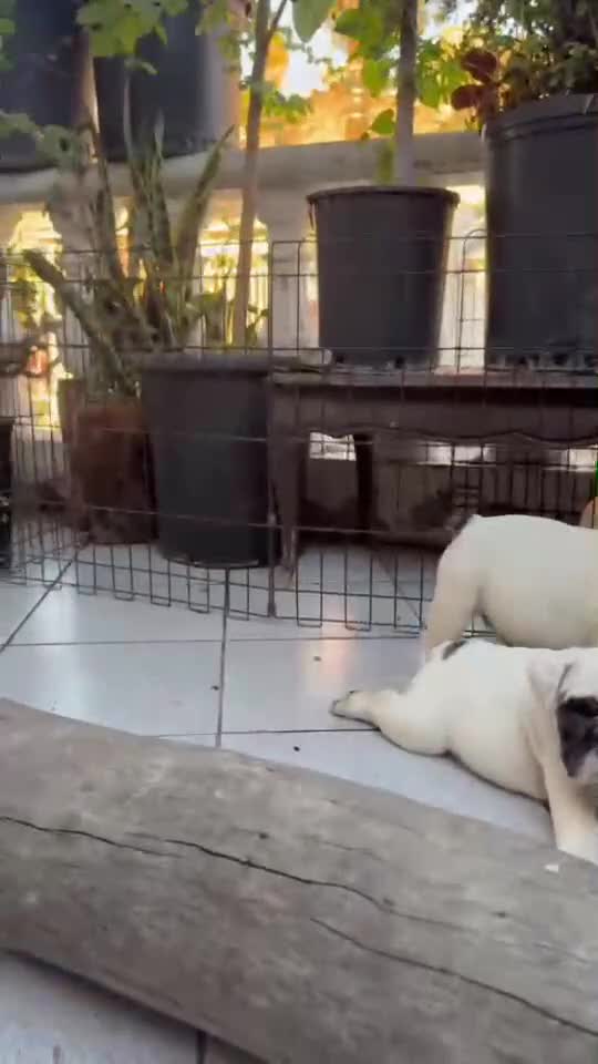 English Bulldog dogs for sale: English Bulldog 1 - Video 1