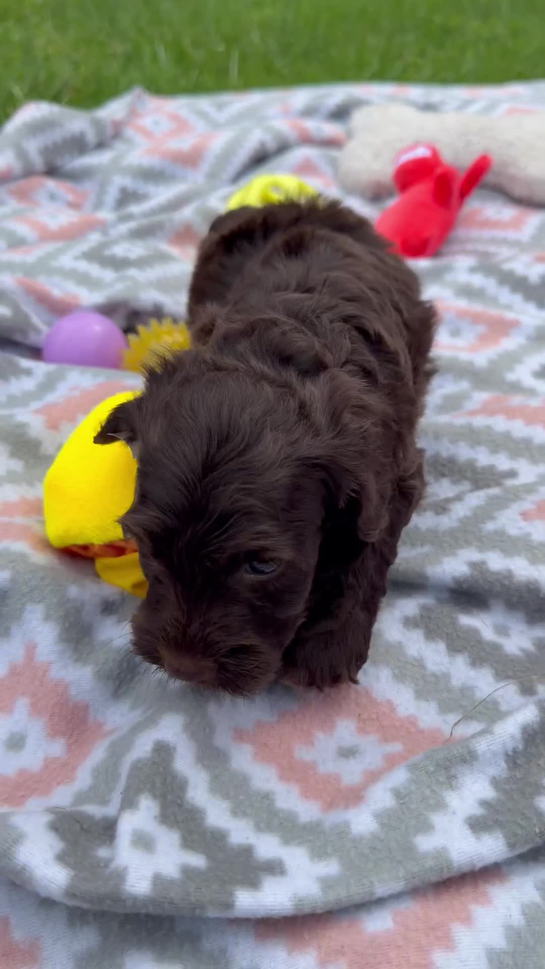 Cockapoo dogs for sale: Nox - Video 1