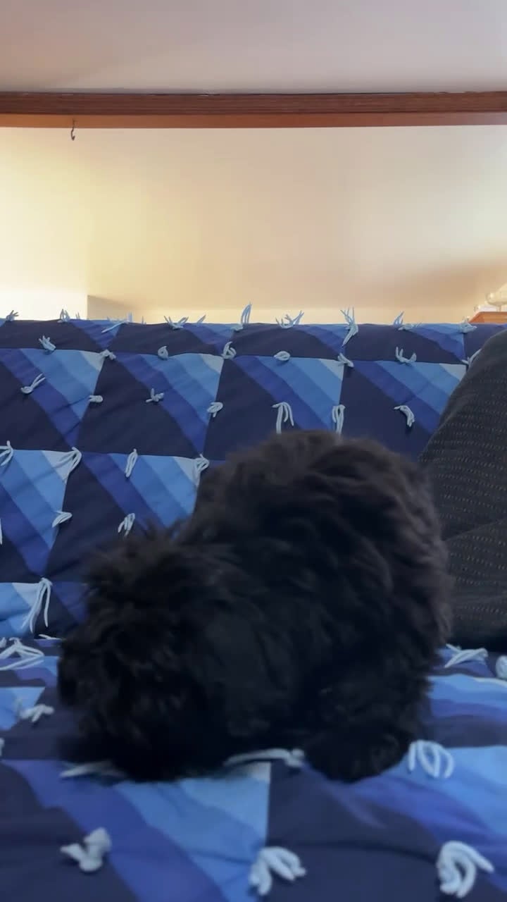 Havapoo dogs for sale: Lilly - Video 1