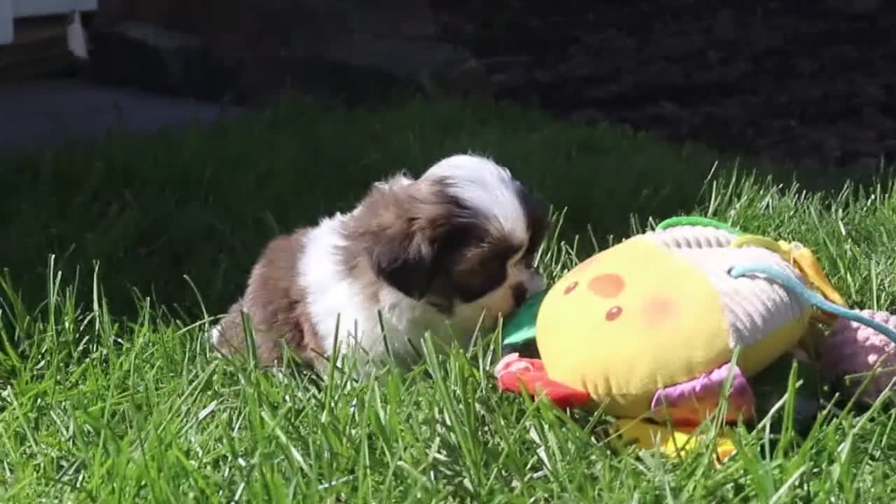 Shih Tzu dogs for sale: Lucy - Video 3