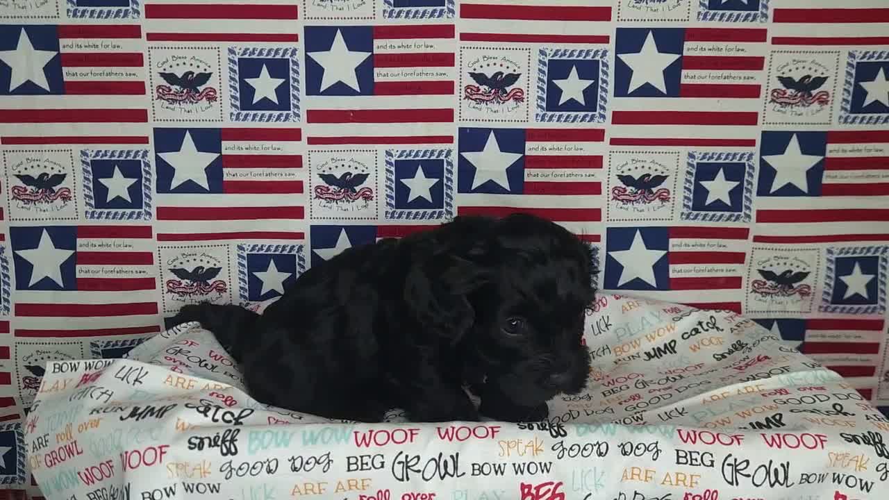 Cavapoo dogs for sale: Max - Video 1