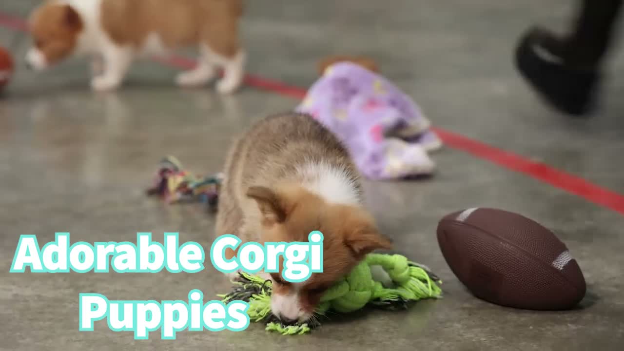 Welsh Corgi Pembroke dogs for sale:  Brusier 🐶 - Video 1