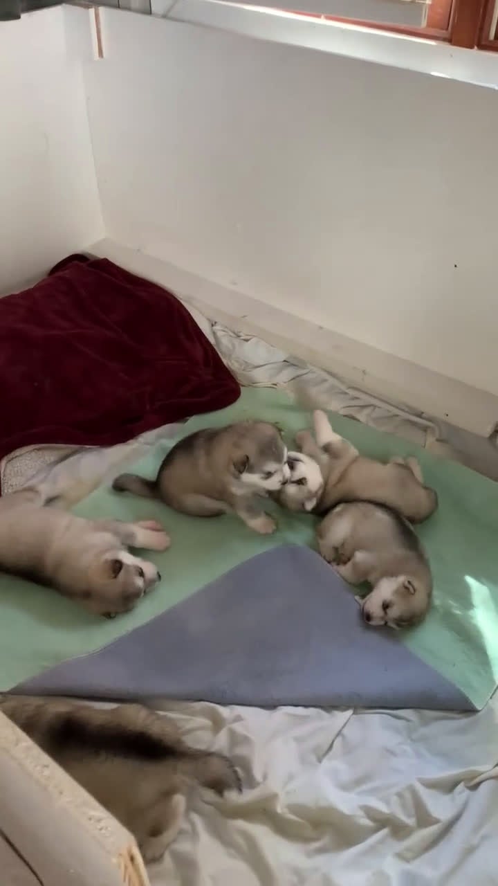 Alaskan Malamute dogs for sale: Tiny Tail - Video 1