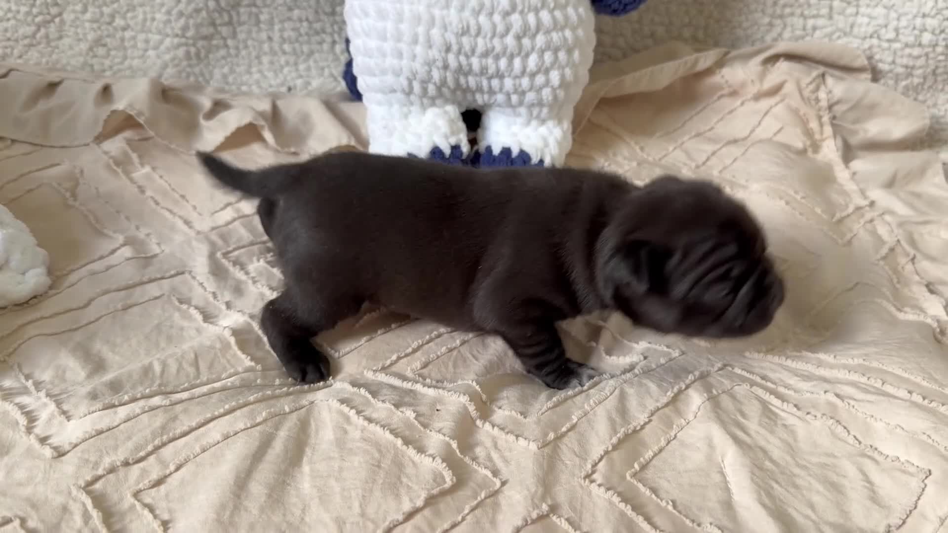 Pug dogs for sale: Pug Puppy 4 Luke  - Video 1