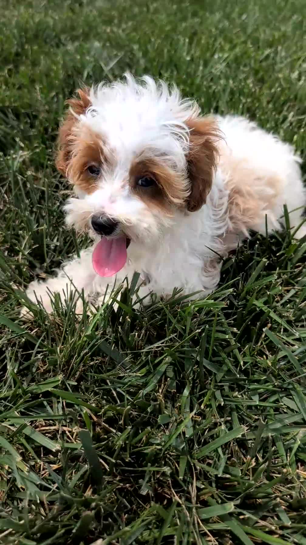 Cavapoo dogs for sale: Stella - Video 1