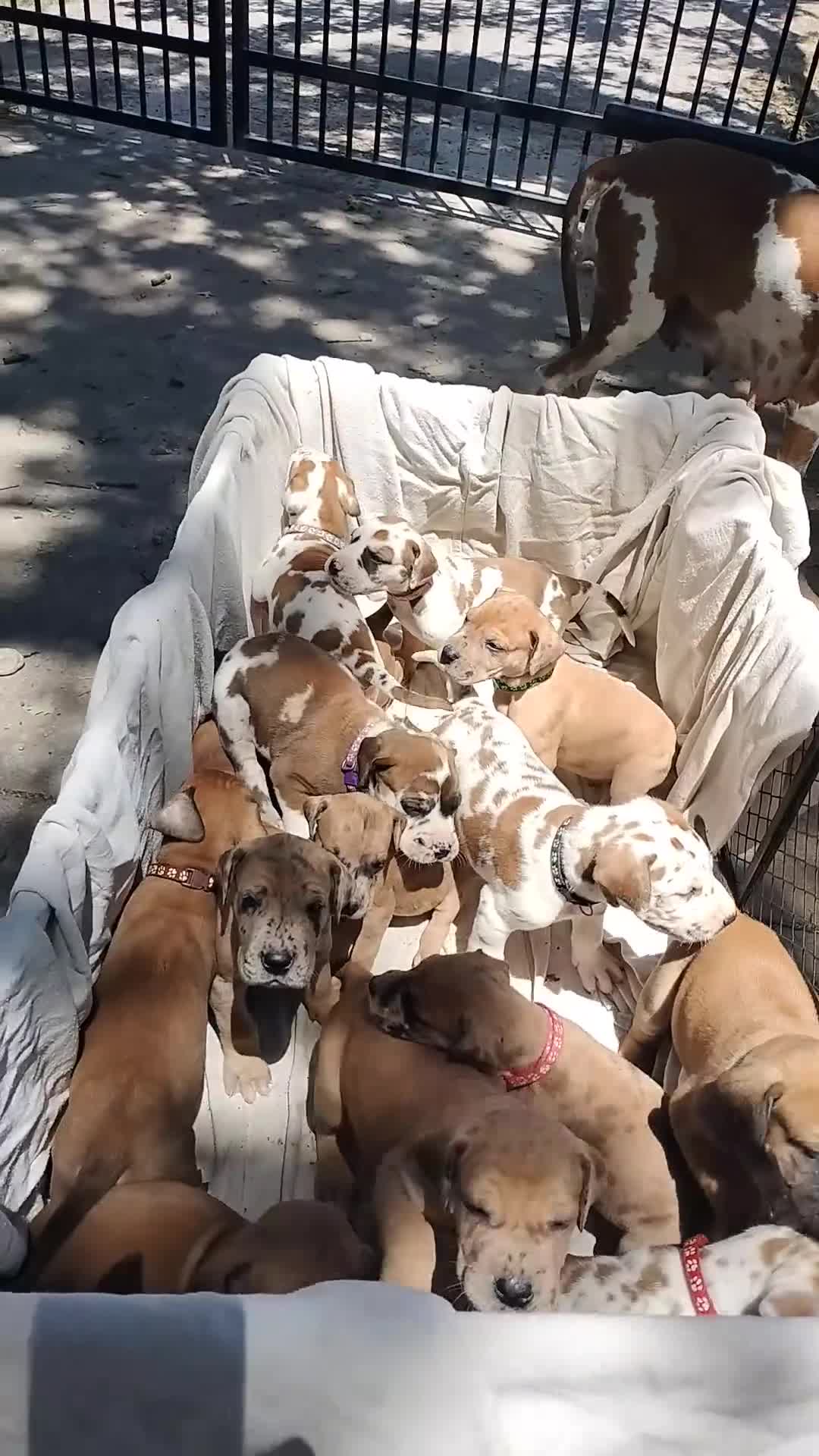 Great Dane dogs for sale: Great Dane  - Brown Collar - Fawn with Black Mask - Video 2