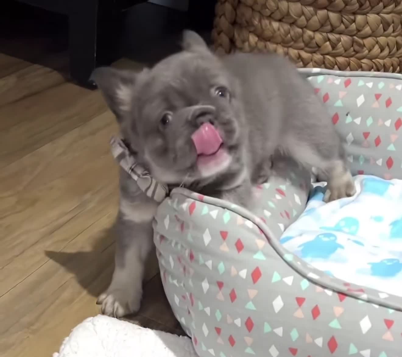 French Bulldog dogs for sale: Prince - Video 2