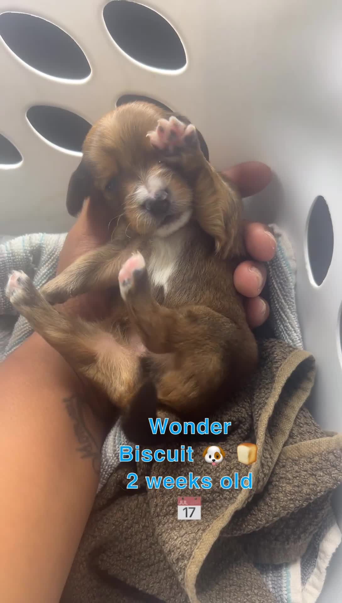 Mixed Breed dogs for sale: Wonder biscuit 🐶 🍞  - Video 1