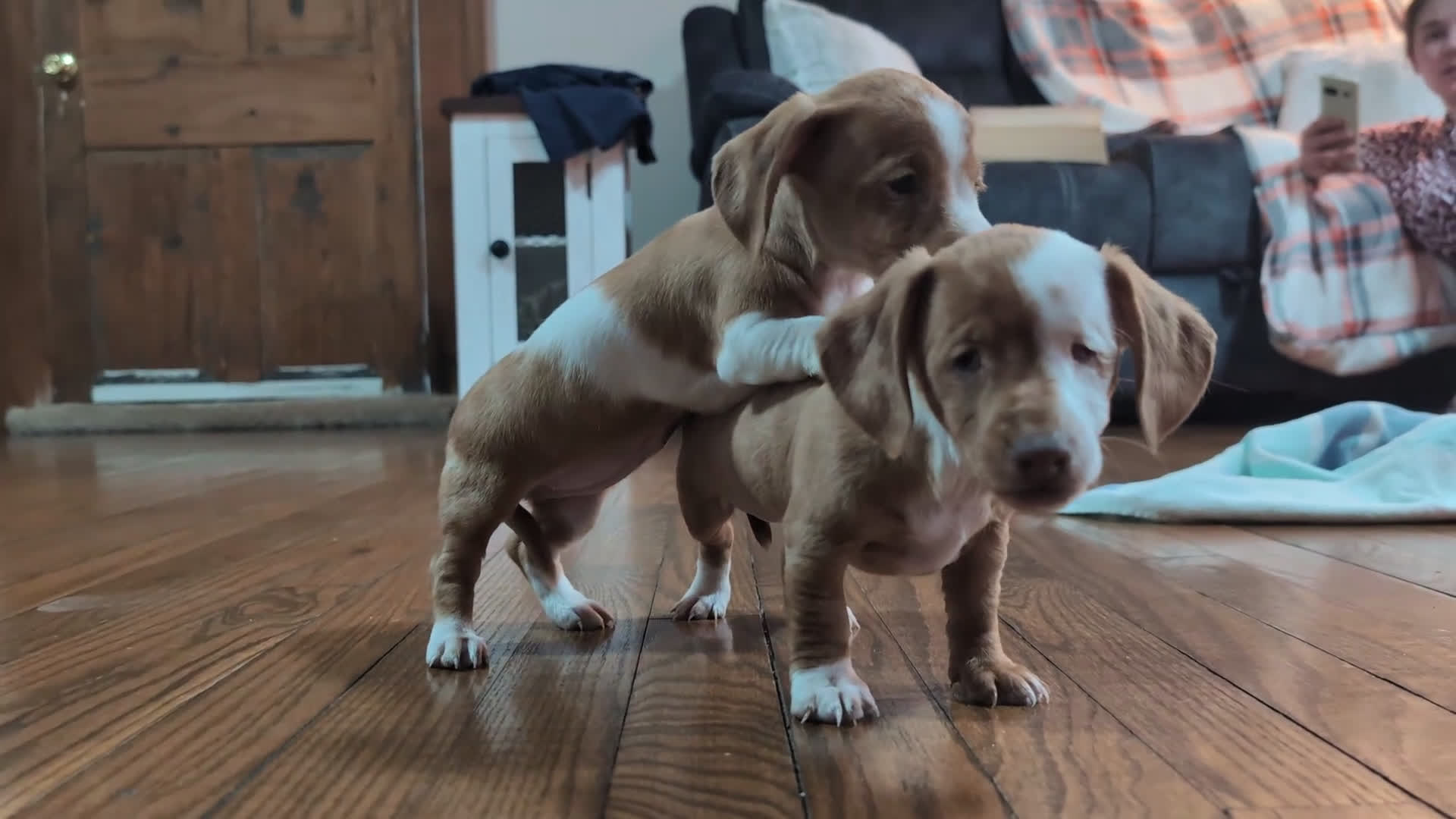 Miniature Dachshund dogs for sale: Honey  - Video 1