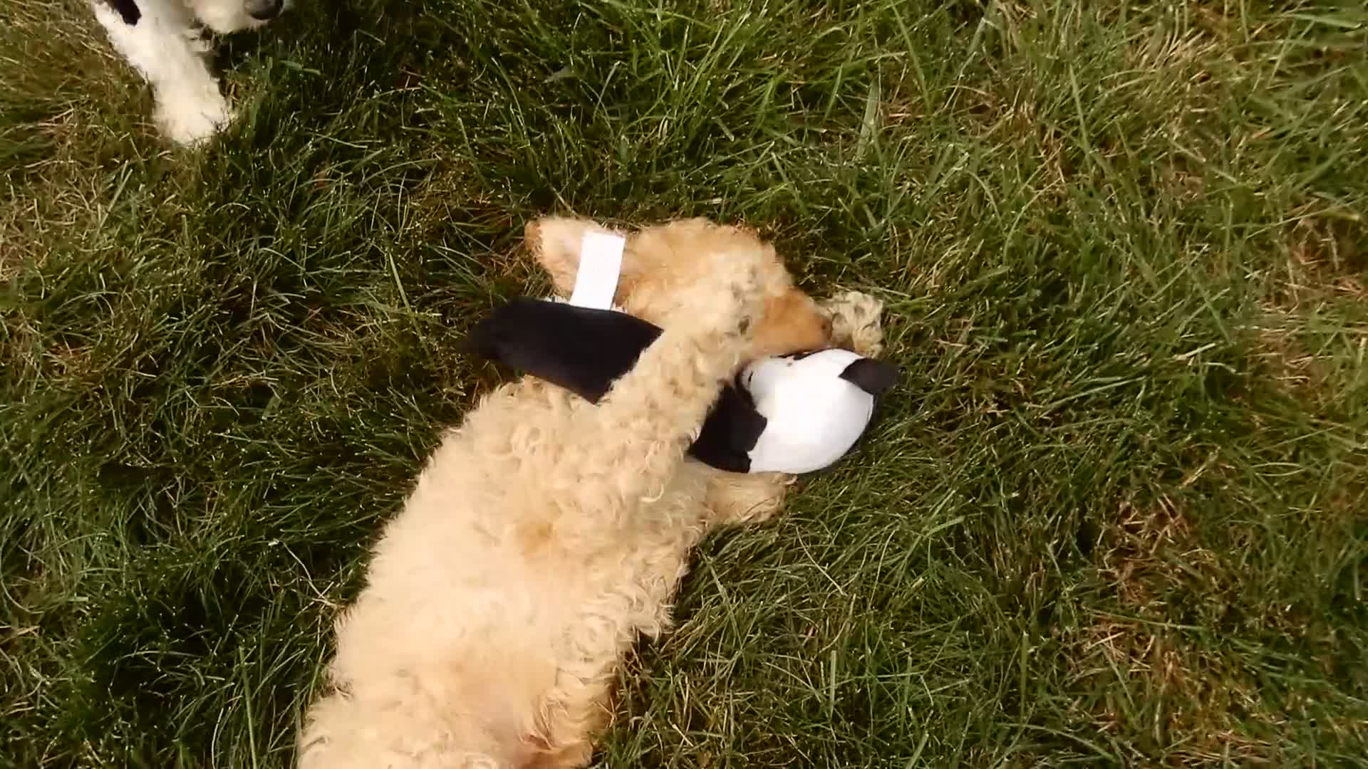 Cockapoo dogs for sale: Teddy - Video 2