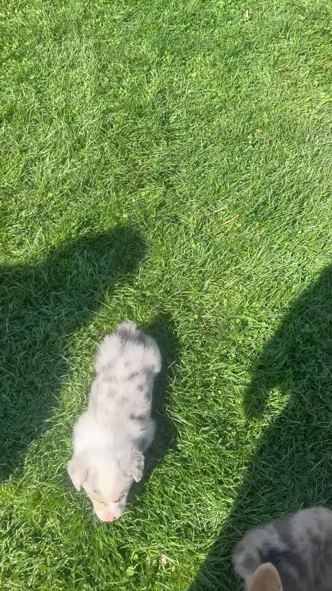 American Corgi dogs for sale: American Corgi Puppy 1 - Video 2