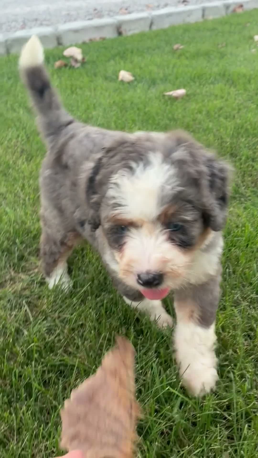 Bernedoodle dogs for sale: Sparkle - Video 1