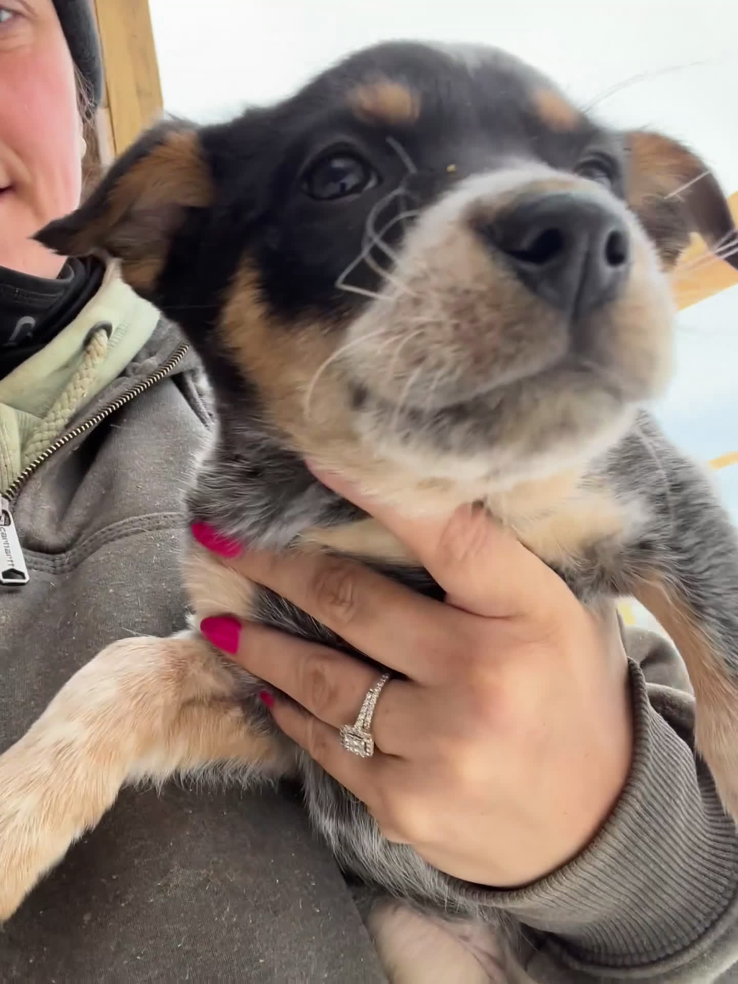 Australian Cattle Dog dogs for sale: Olivia - Video 1