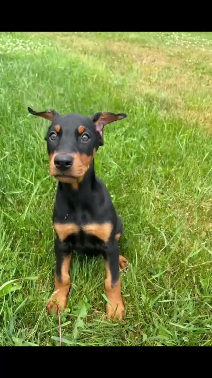Doberman Pinscher dogs for sale: Female 1 - Video 2
