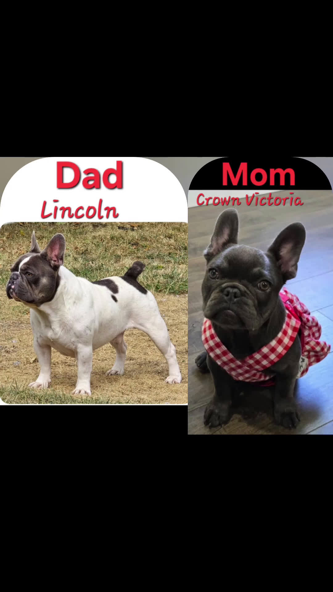 French Bulldog dogs for sale: French Bulldog Puppy 1 - Video 2