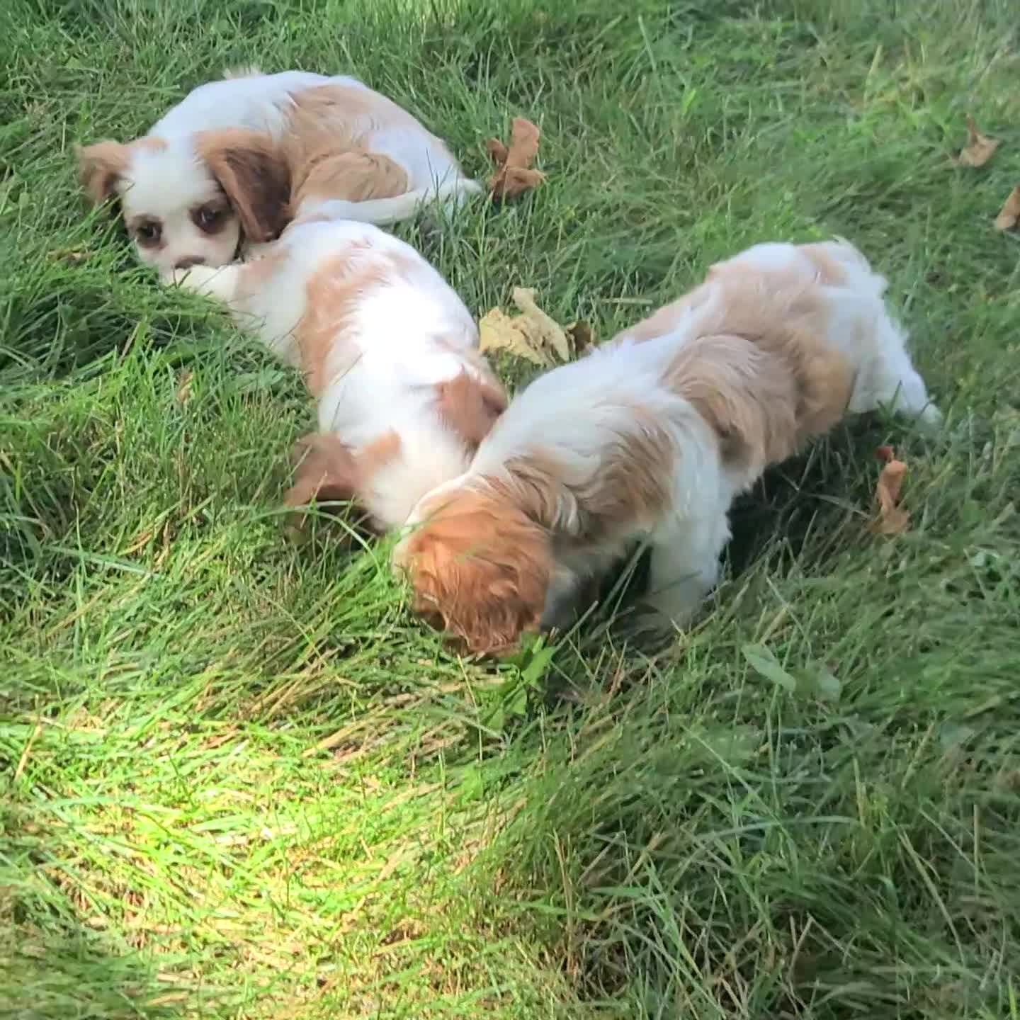 Cavalier King Charles Spaniel dogs for sale: Rascal - Video 1