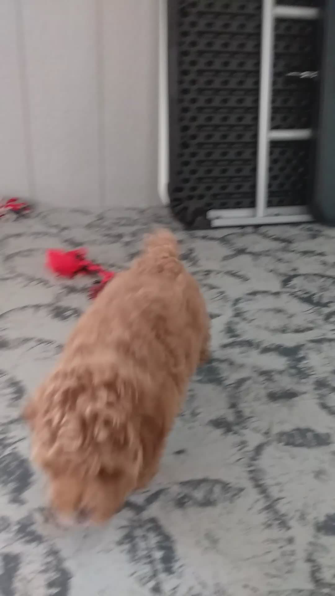 Miniature Poodle dogs for sale: Bella - Video 1