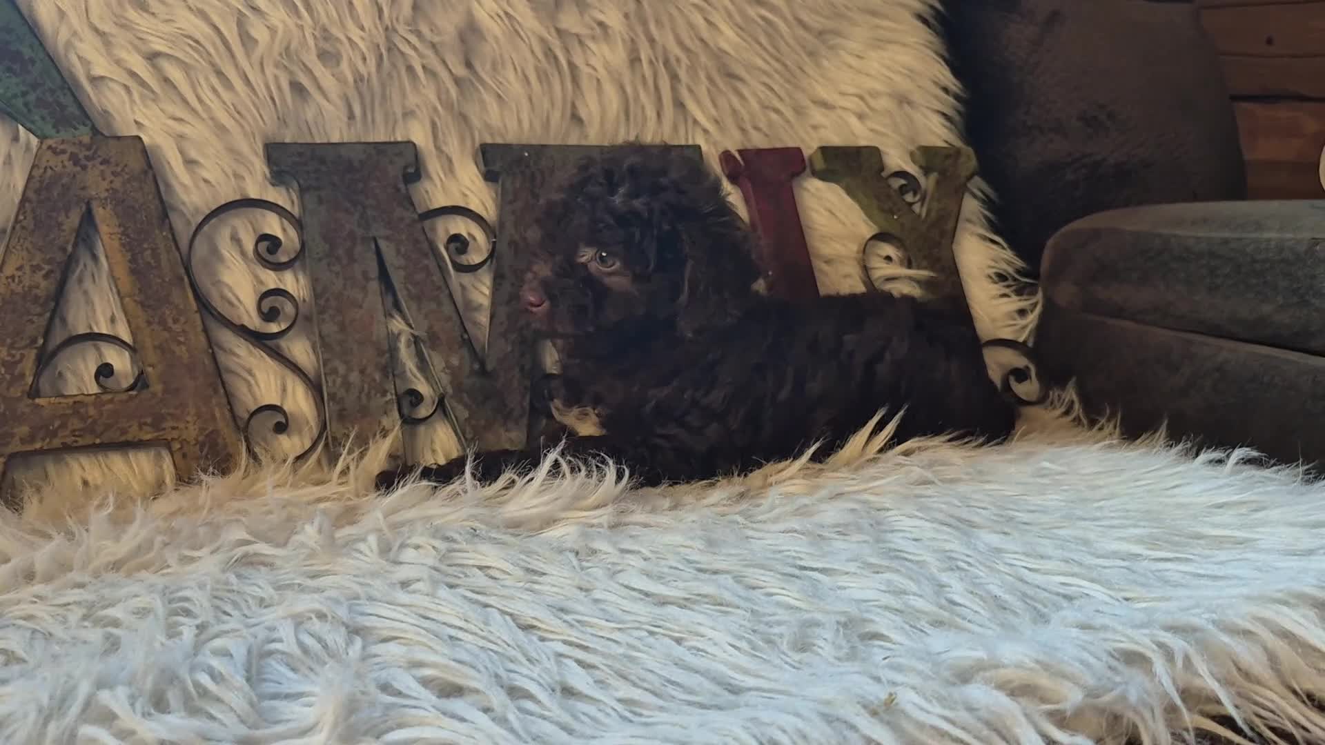 Miniature Poodle dogs for sale: Miniature Poodle 1 - Video 1