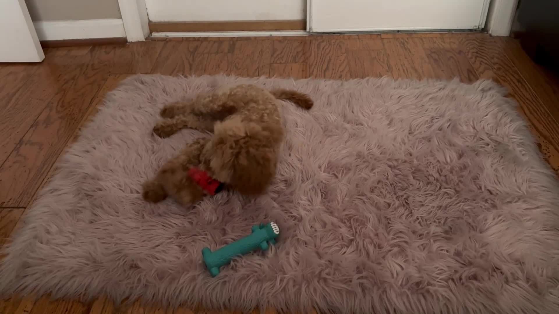 Toy Poodle dogs for sale: Rocky - Video 1