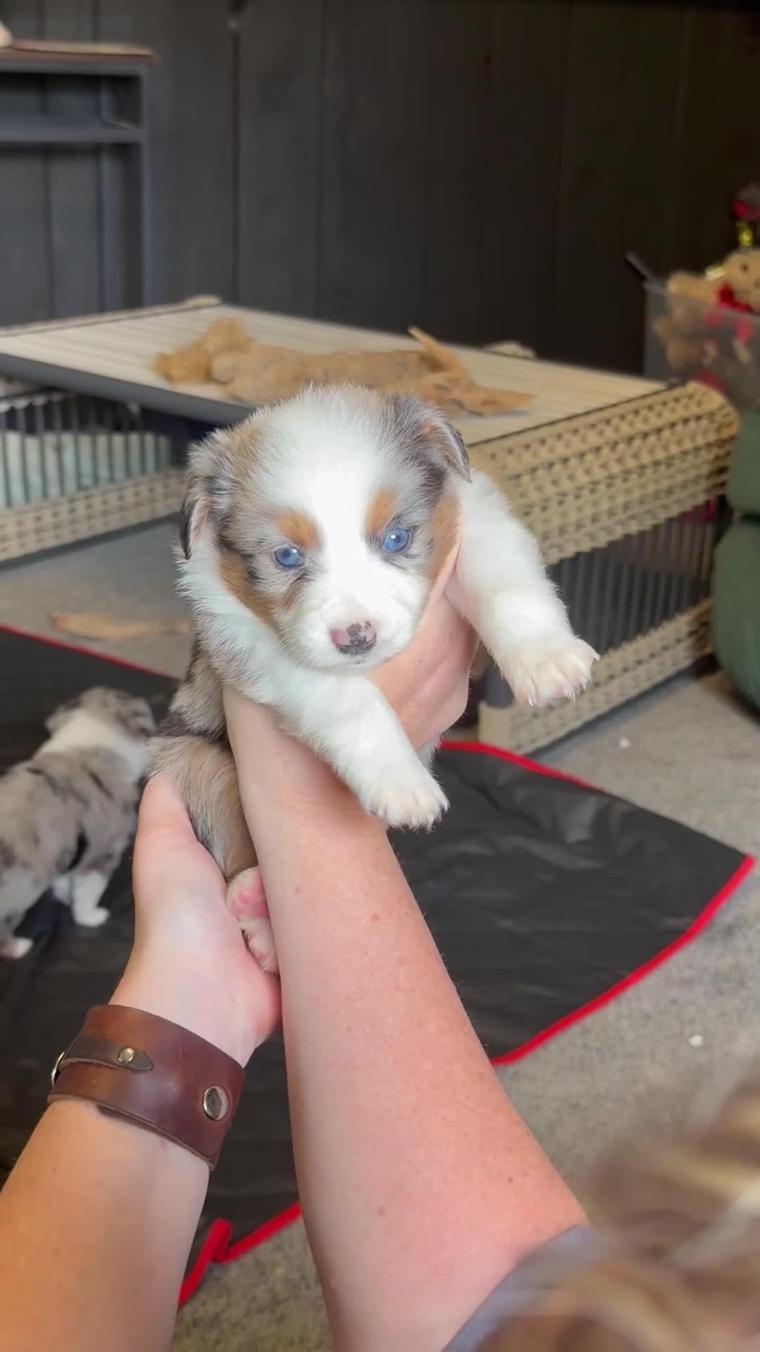 Miniature Australian Shepherd dogs for sale: Light Blue  - Video 1