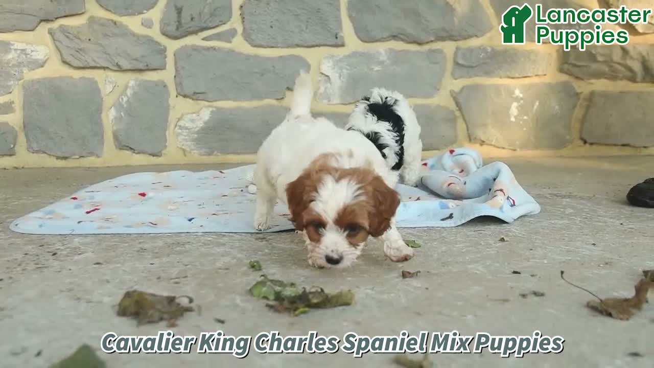 Mixed Breed dogs for sale: Cider - Video 1