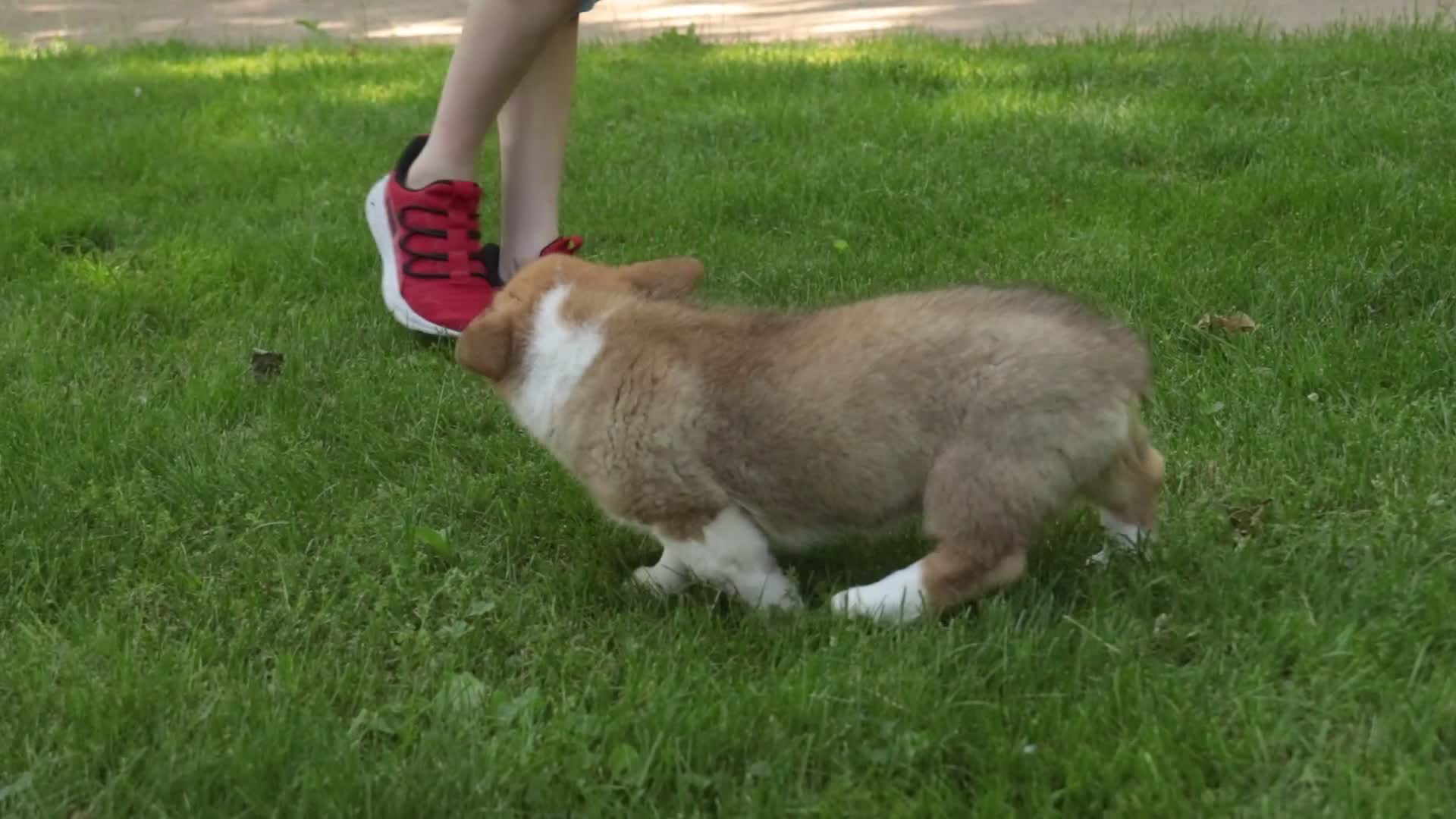 Welsh Corgi Pembroke dogs for sale: Gene - Video 1