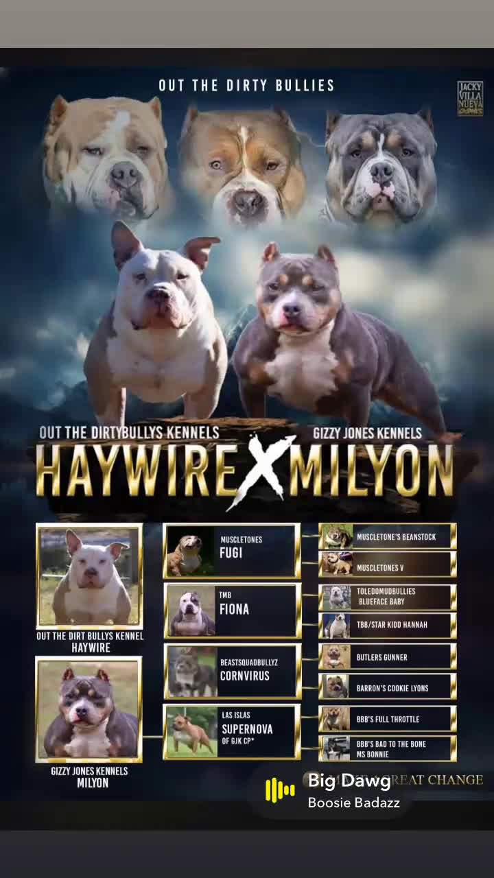 American Bully dogs for sale: American Bully Puppy 2 - Video 1