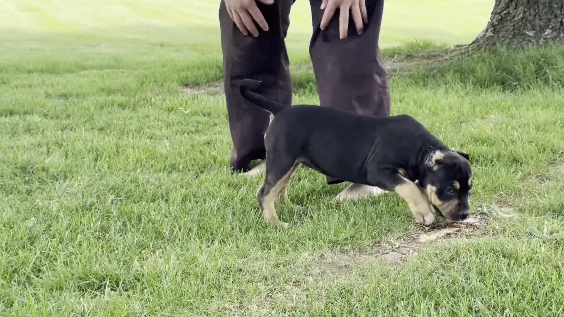 American Bully dogs for sale: Gia - Video 1