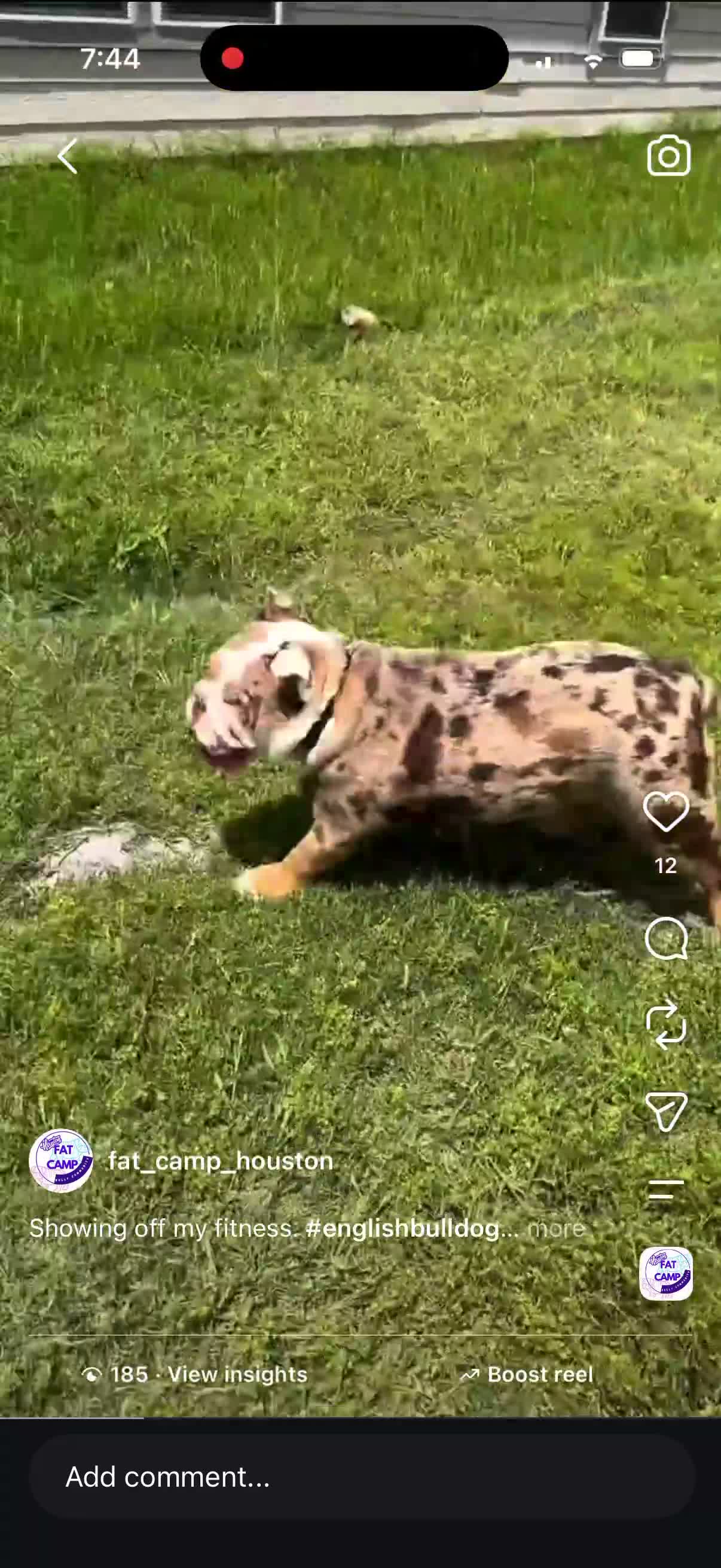 English Bulldog dogs for sale: Ghost ( Blue Eyes) - Video 1