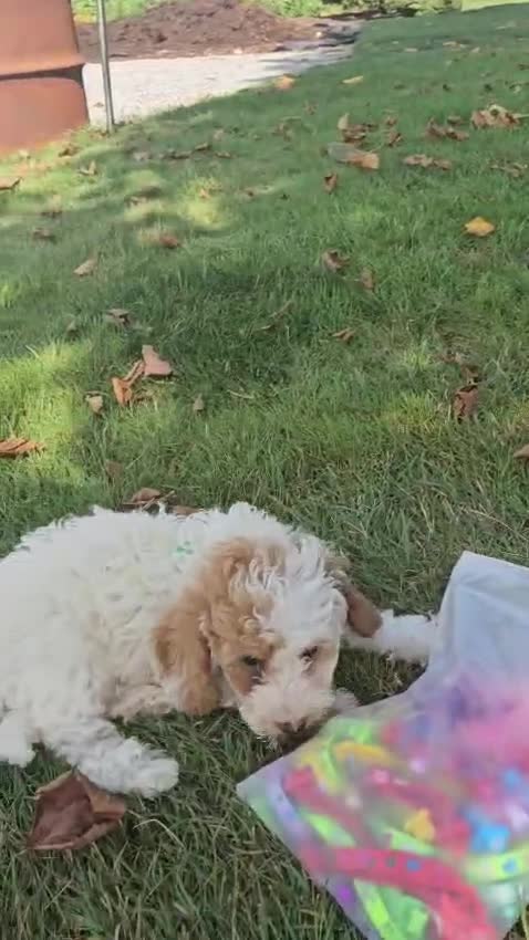 Miniature Poodle dogs for sale: Louie- Potty and crate training Parents Health Tested  - Video 1