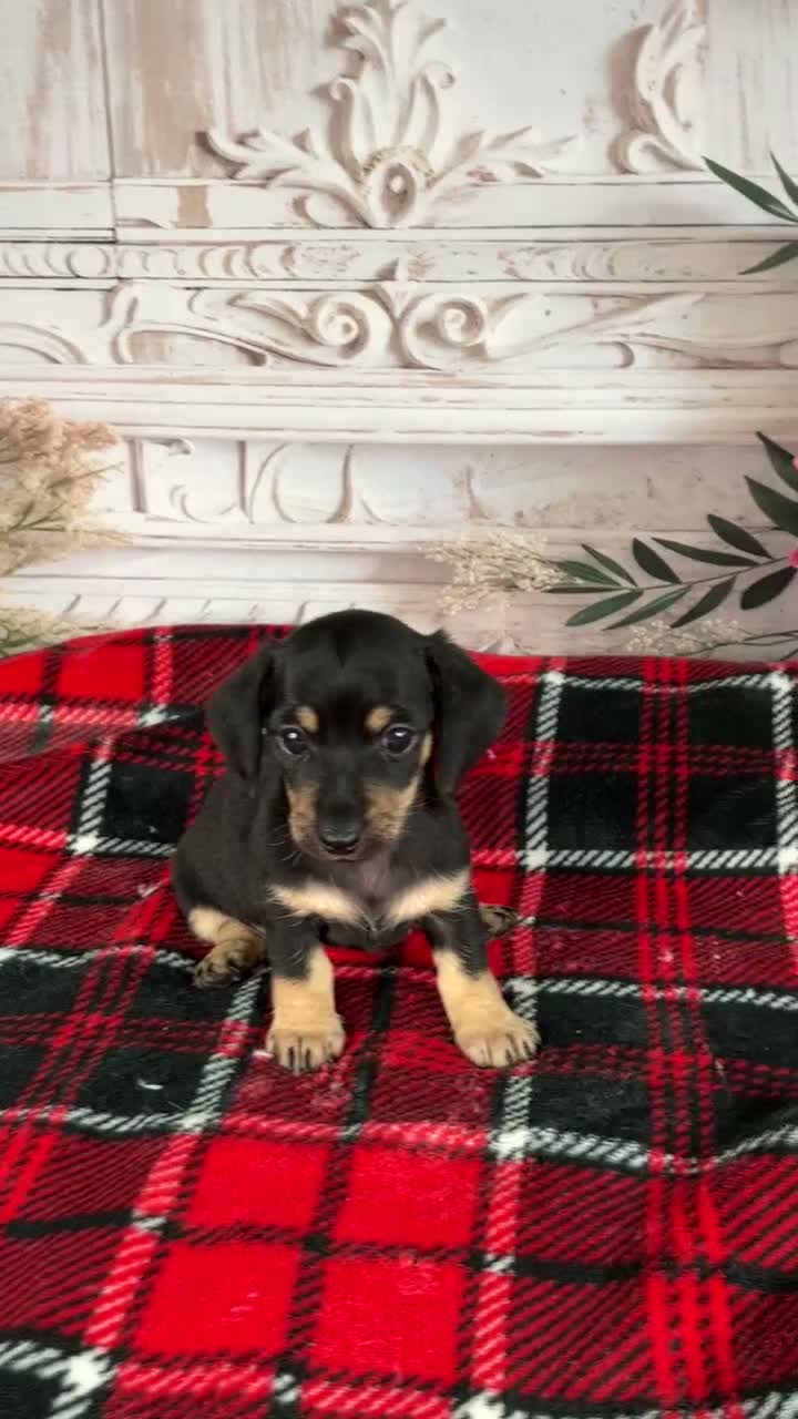 Miniature Dachshund dogs for sale: AKC-Milly - Video 1