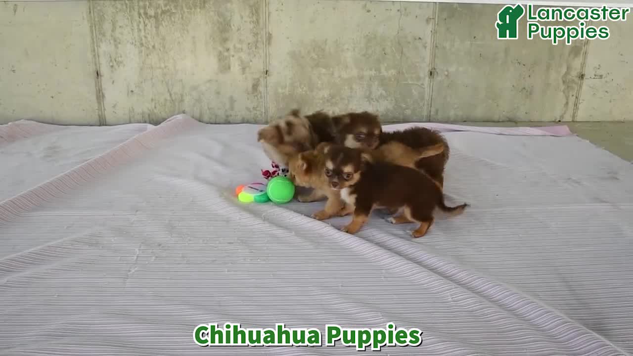 Chihuahua dogs for sale: Nugget - Video 1