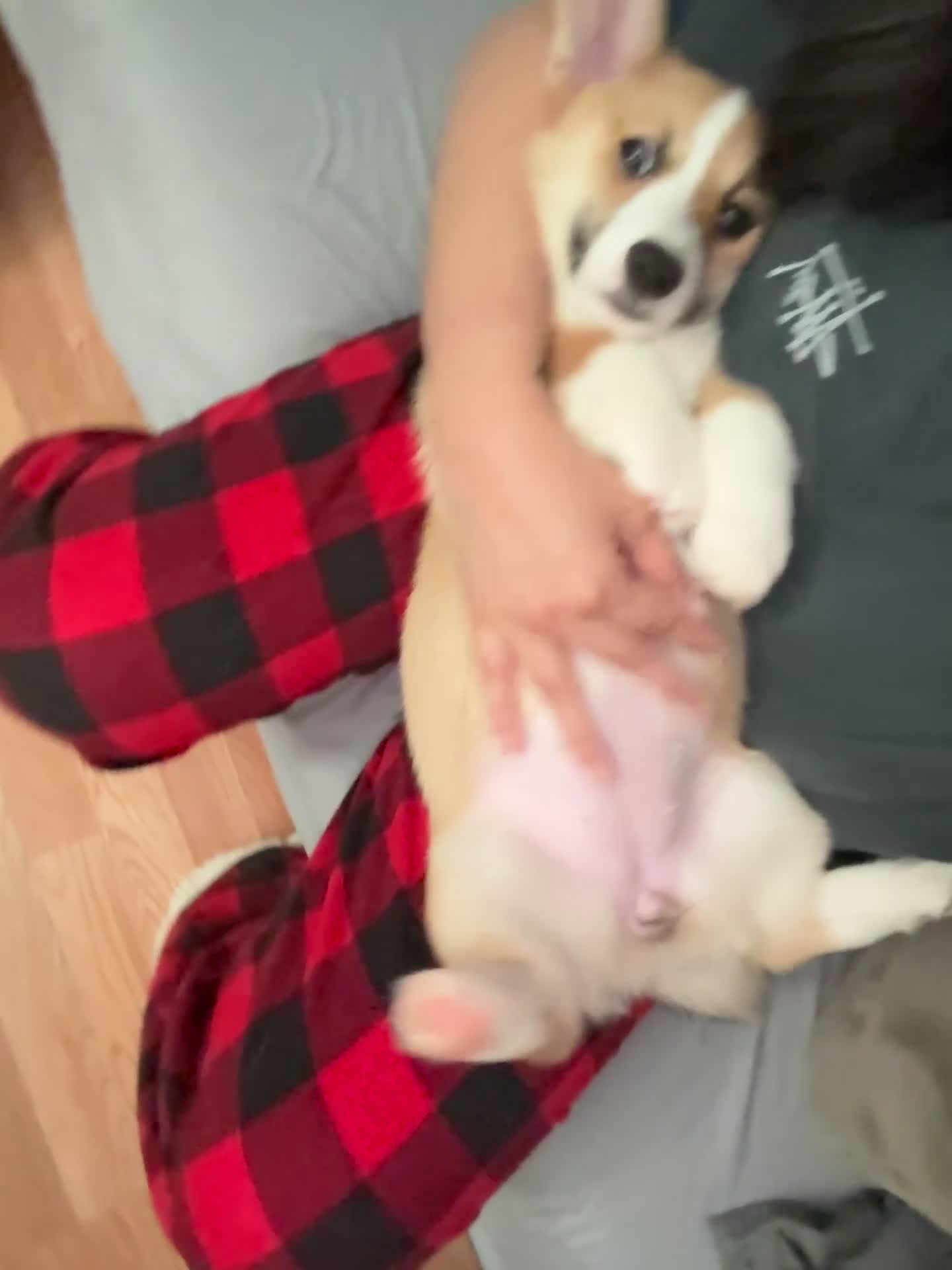 Welsh Corgi Pembroke dogs for sale: Skye - Video 4