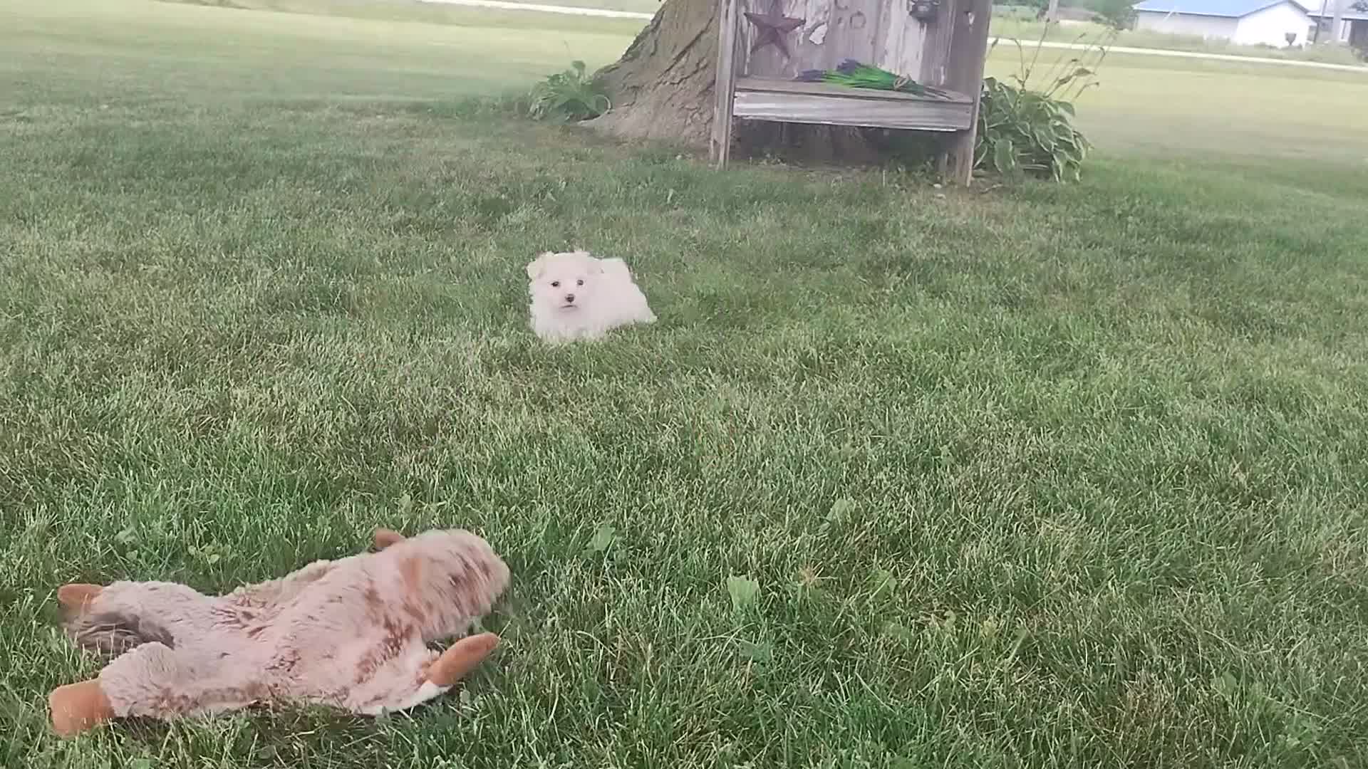 Maltese dogs for sale: Lilly - Video 1