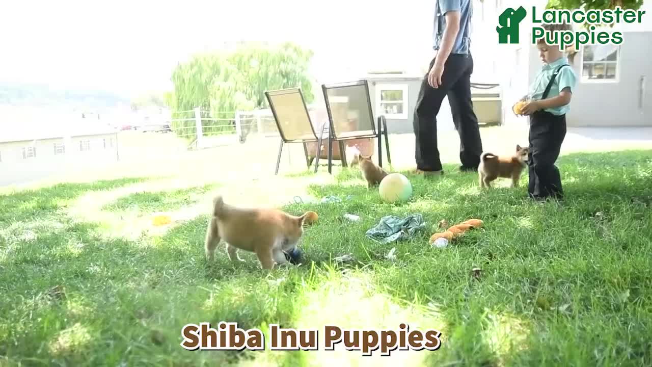 Shiba Inu dogs for sale: Pearl  - Video 1