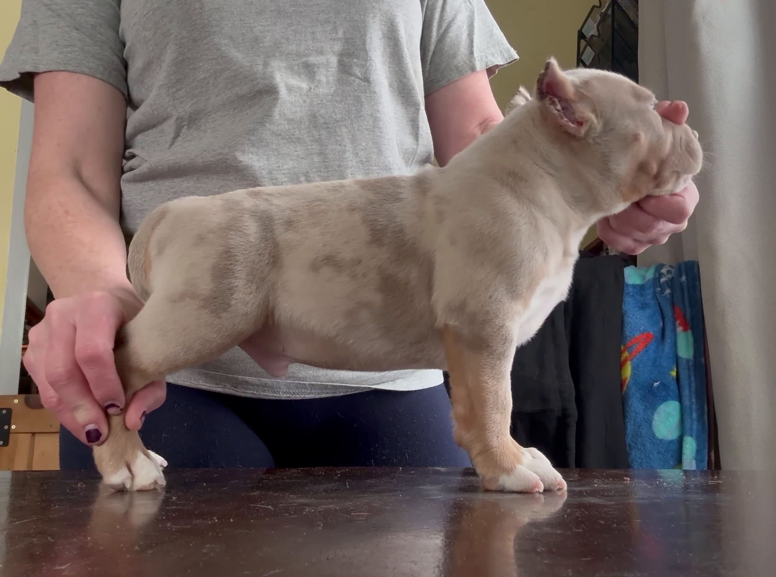 American Bully dogs for sale: Lilac Tri Merle Male  - Video 1