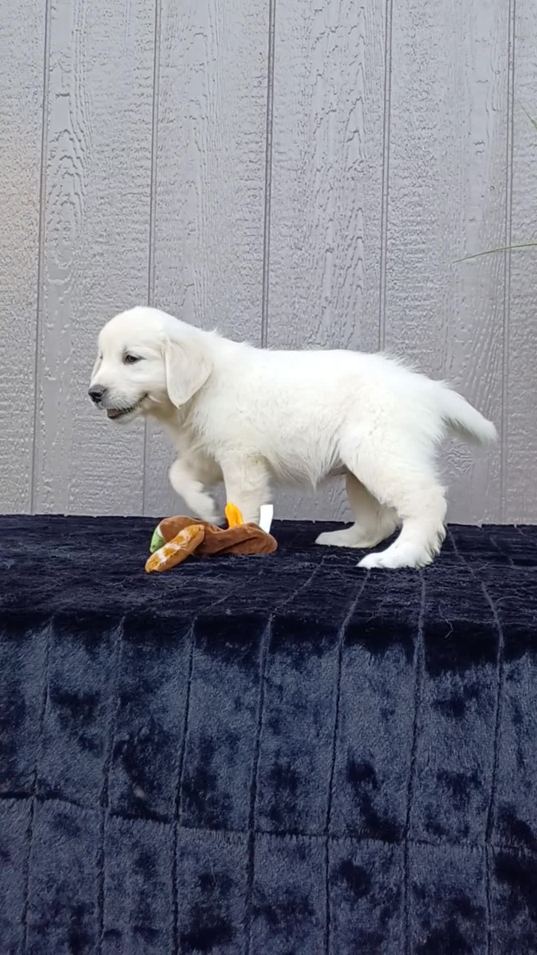 Golden Retriever dogs for sale: Aria - Video 1
