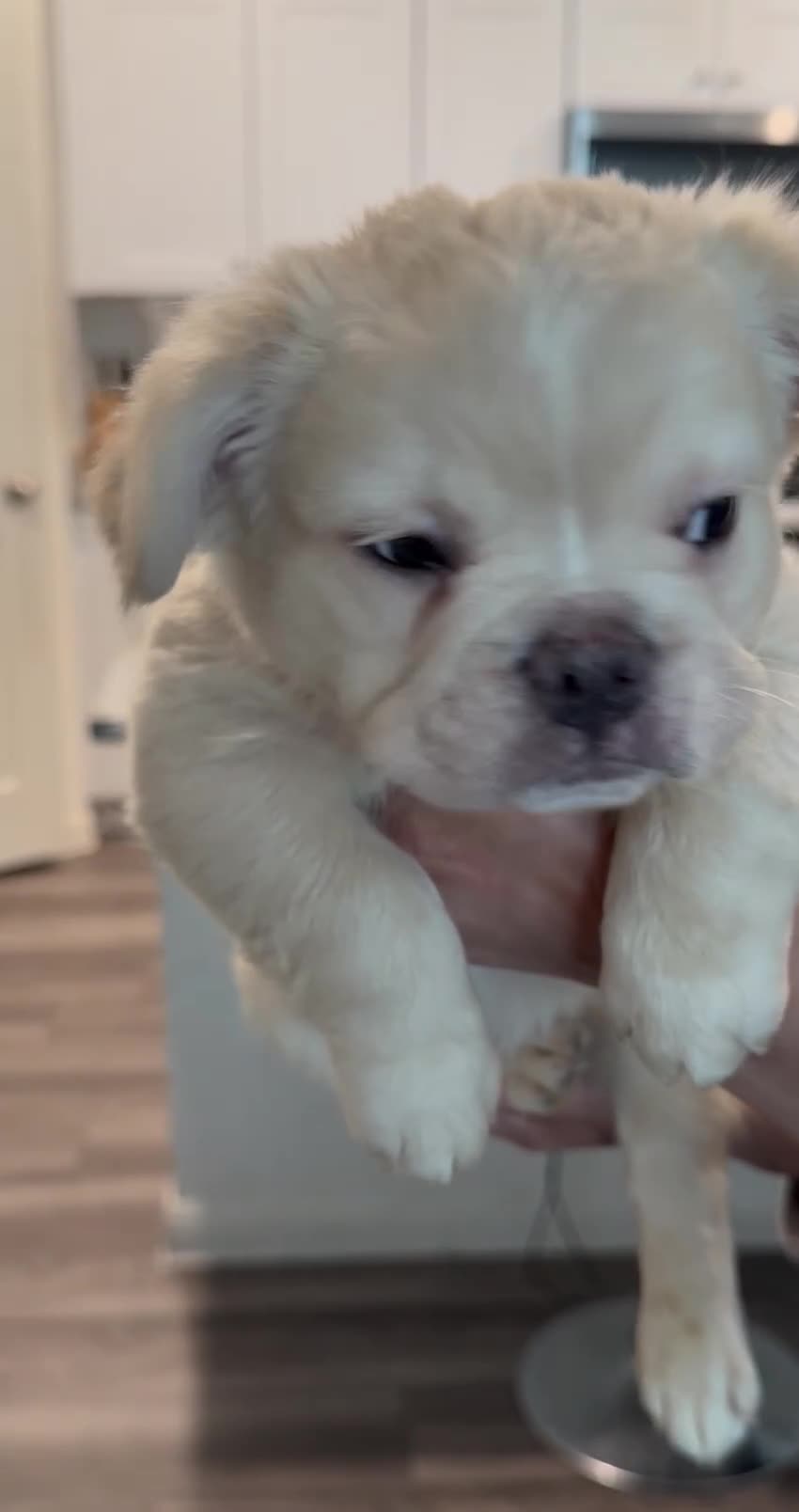 French Bulldog dogs for sale: Hendrix- cream Merle  - Video 2