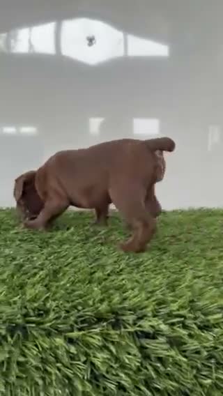 Olde English Bulldogge dogs for sale: Lucy - Video 2