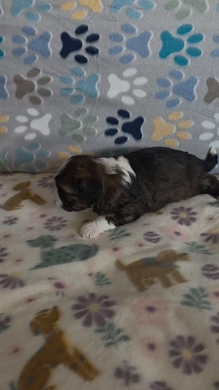 Shihpoo dogs for sale: Shihpoo Puppy 3 - Video 1