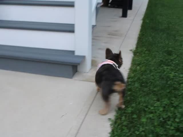 French Bulldog dogs for sale: Jana - Video 1